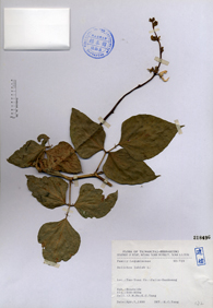 Specimen thumbnail